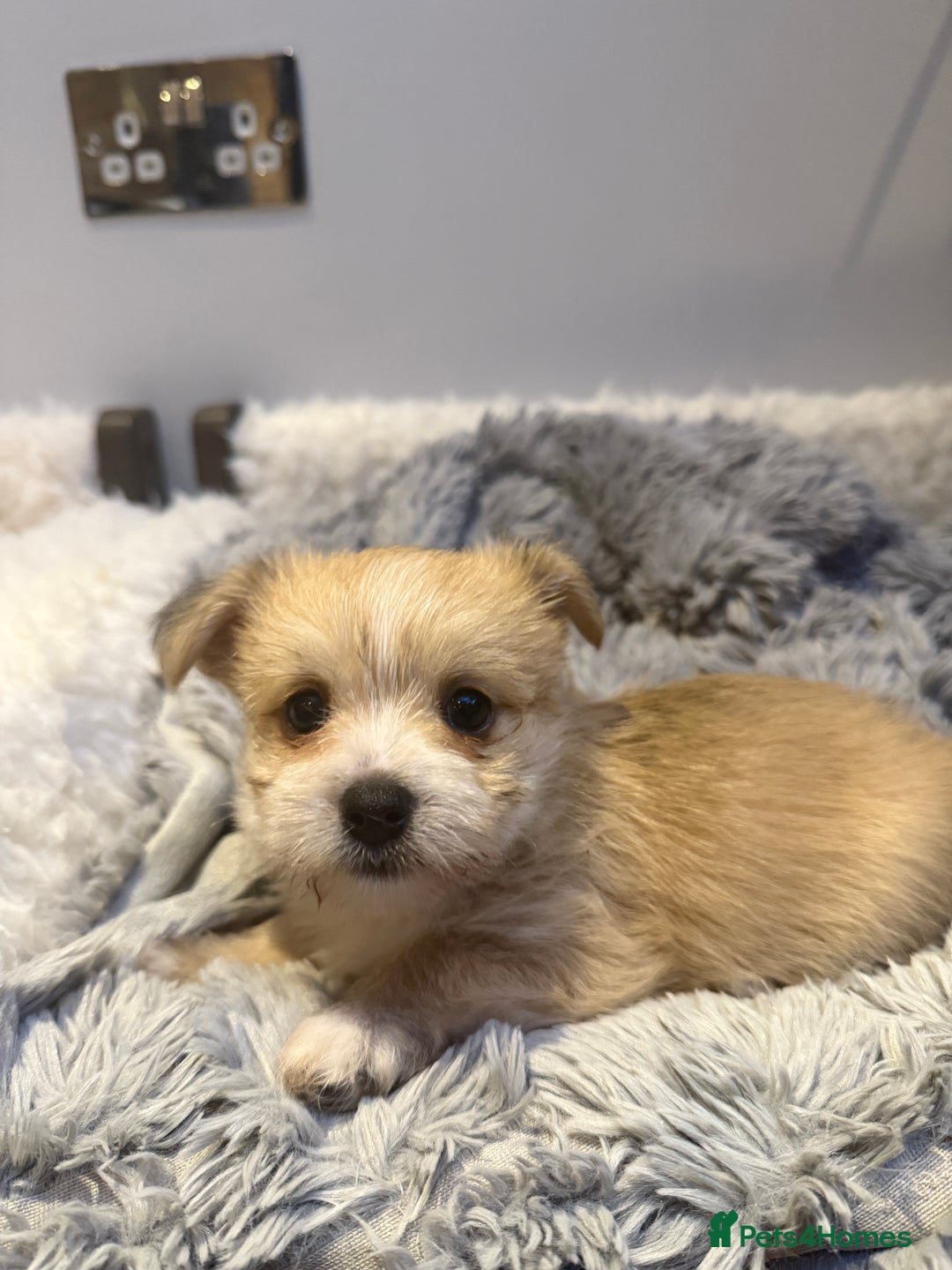 Mixed Breed dogs for sale: Unique mix - Maltese x JackChi Puppies - Advert 8