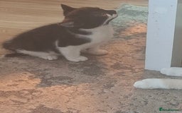 Mixed Breed cats for sale: Female kittens for sale - Image 7