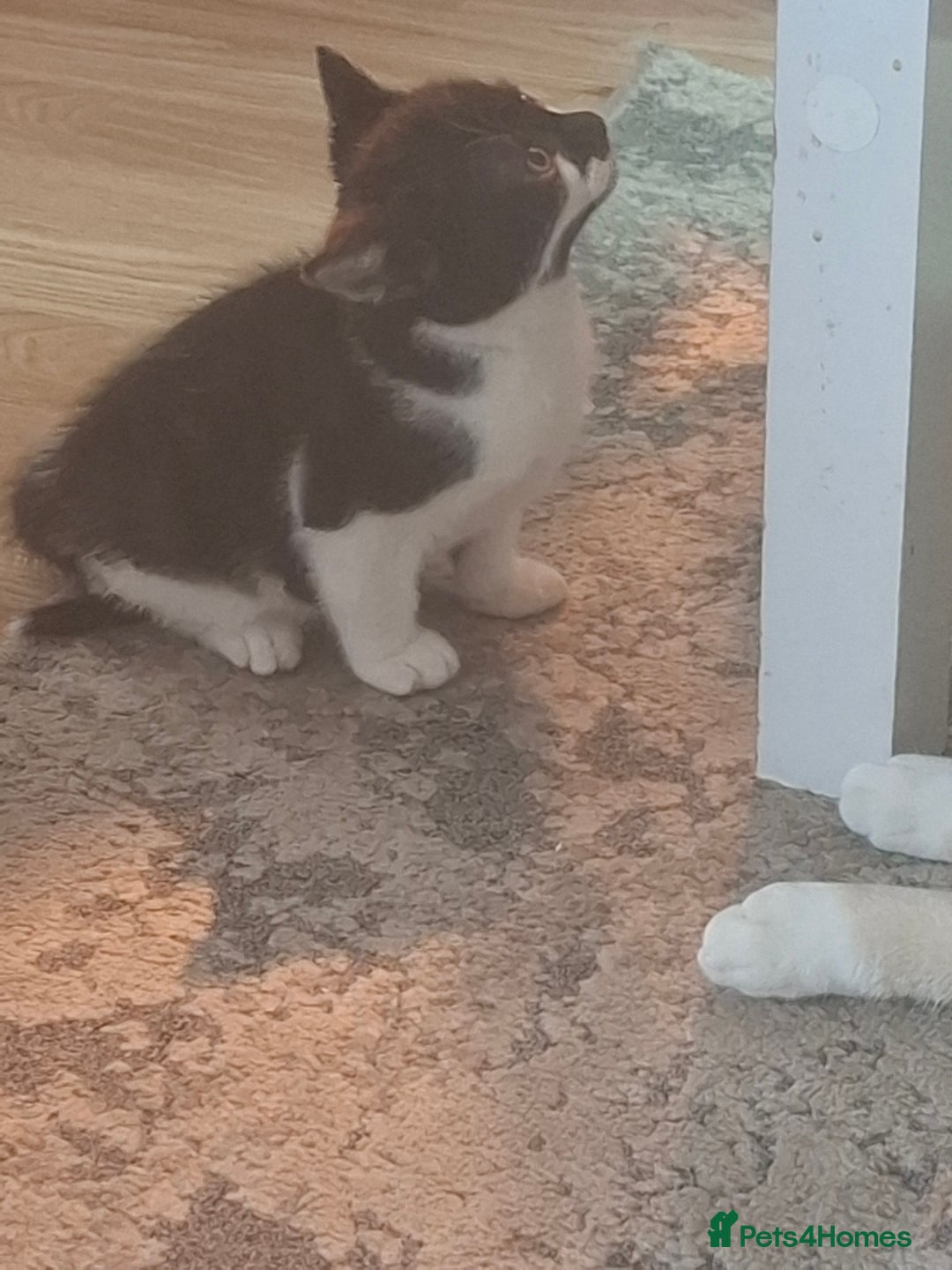 Mixed Breed cats for sale: Female kittens for sale - Image 7