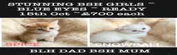 British Longhair cats for sale: ⭐️ STUNNING GIRLS ~ BLH & BSH FEMALE KITTENS   ⭐️ - Advert 2