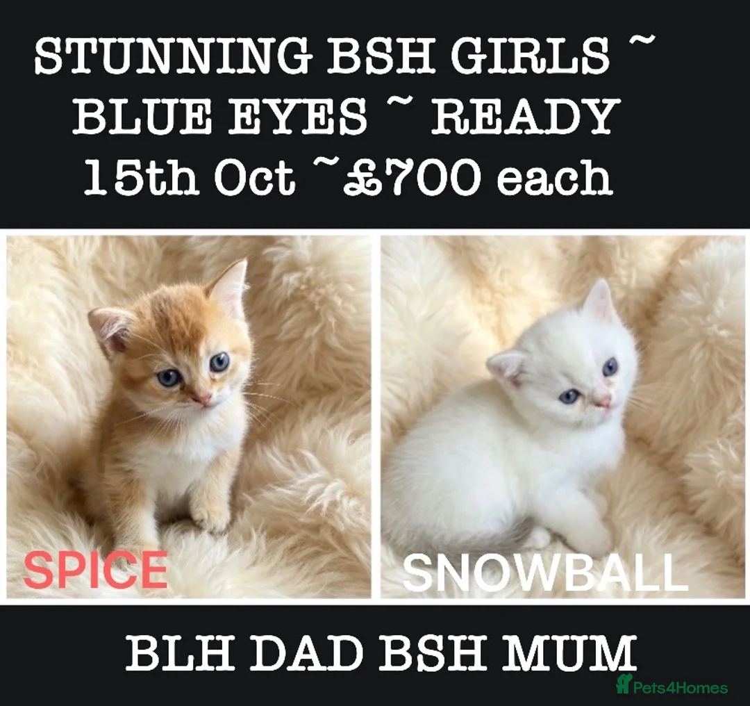 British Longhair cats for sale: ⭐️ STUNNING GIRLS ~ BLH & BSH FEMALE KITTENS   ⭐️ - Advert 2