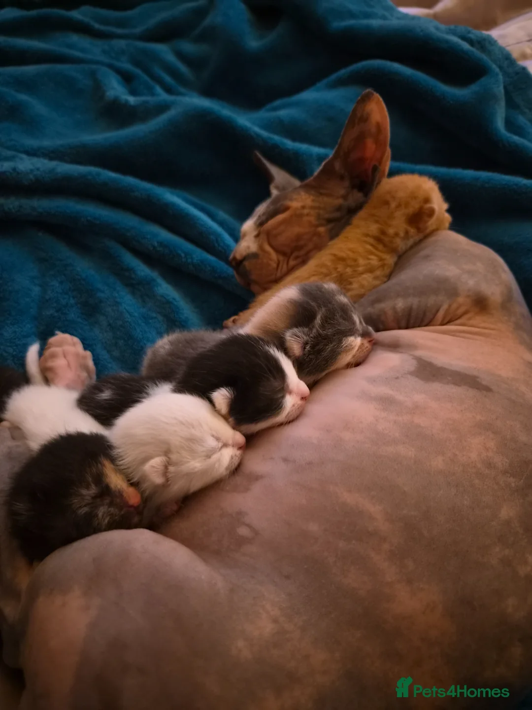 Munchkin cats for sale: Amazing little munchkins!! - Advert 1