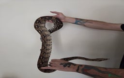 Boa Snake reptiles for sale: Female Boa Constrictor. - Image 1