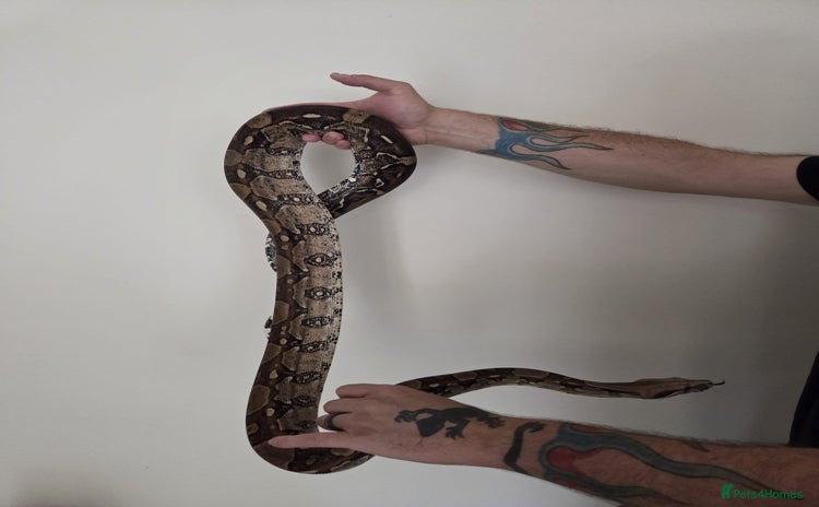 Boa Snake reptiles - Advert 4