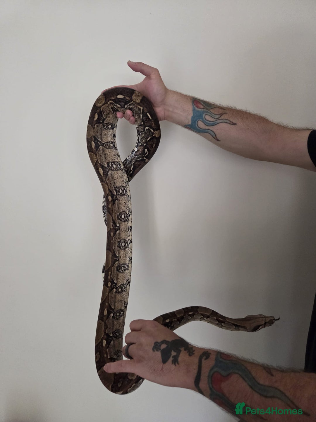 Boa Snake reptiles for sale: Female Boa Constrictor. - Image 1