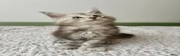 Maine Coon cats for sale: Polydactyl Full Maine Coon Kittens - Advert 8