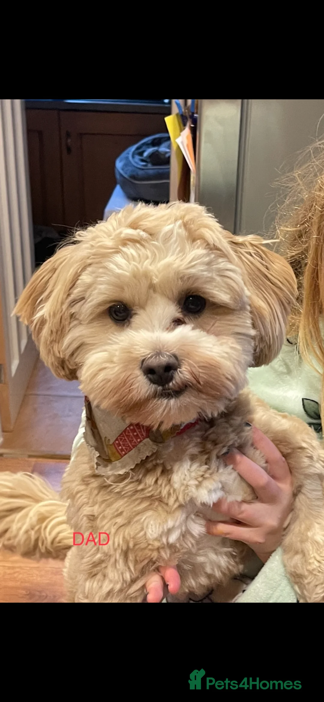 Shihpoo dogs for stud: Our Stunning Shihpoo Teddy for Stud duties in Stevenage - Advert 1