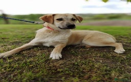 Mixed Breed dogs for adoption: 💙🐶 DAN 🐶💙 - Image 9