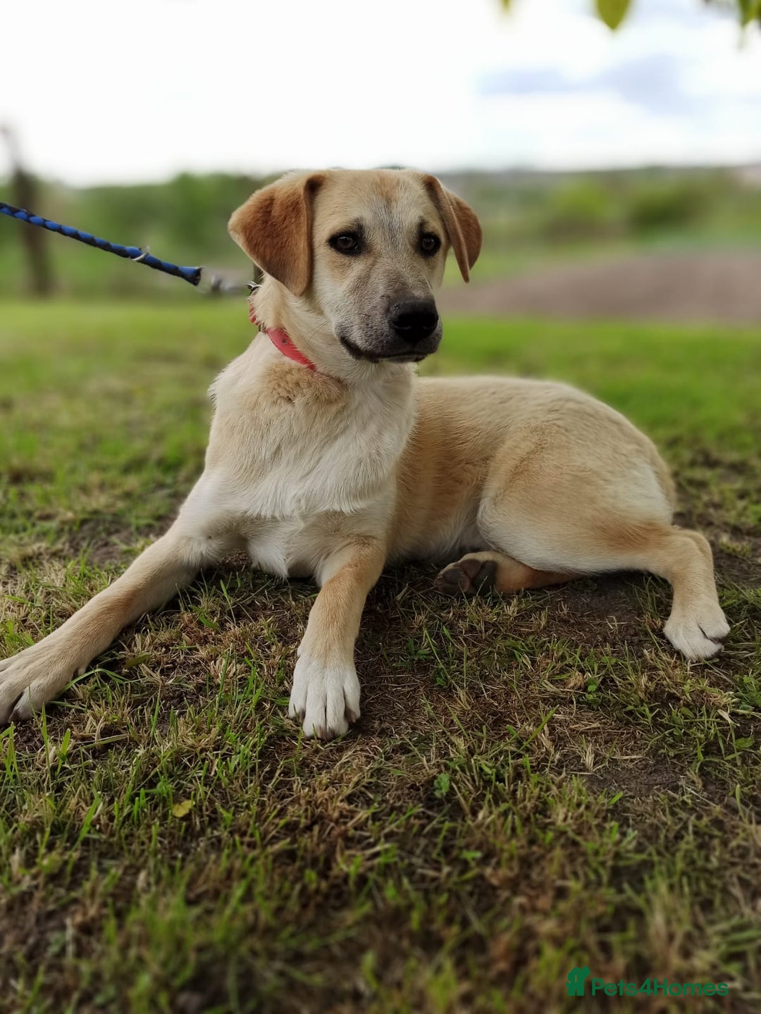 Mixed Breed dogs for adoption: 💙🐶 DAN 🐶💙 - Image 9