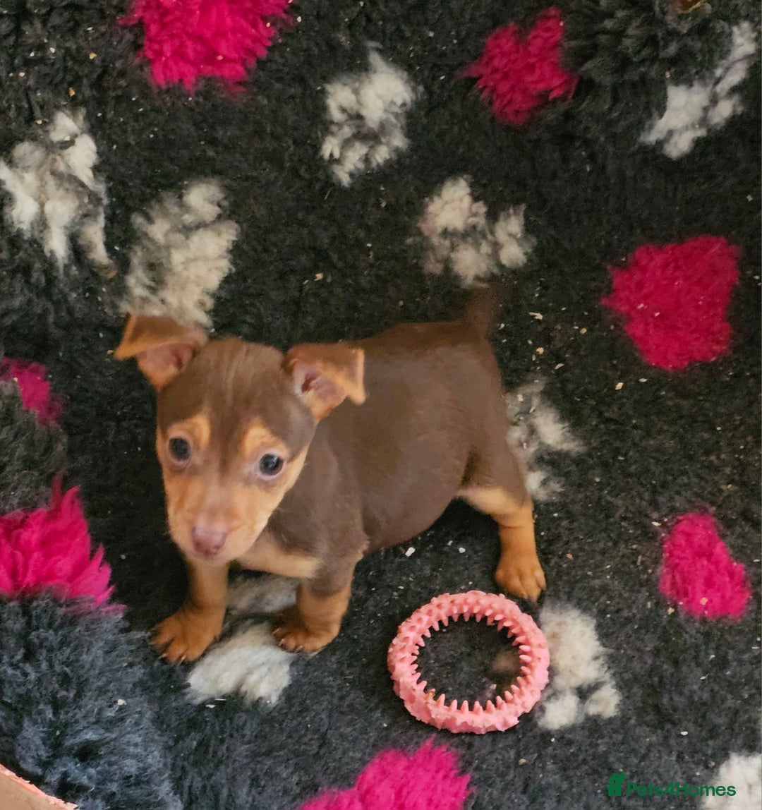 Jack Russell dogs for sale: Gorgeous Chocolate and Tan Jack Russell Puppies - Advert 8