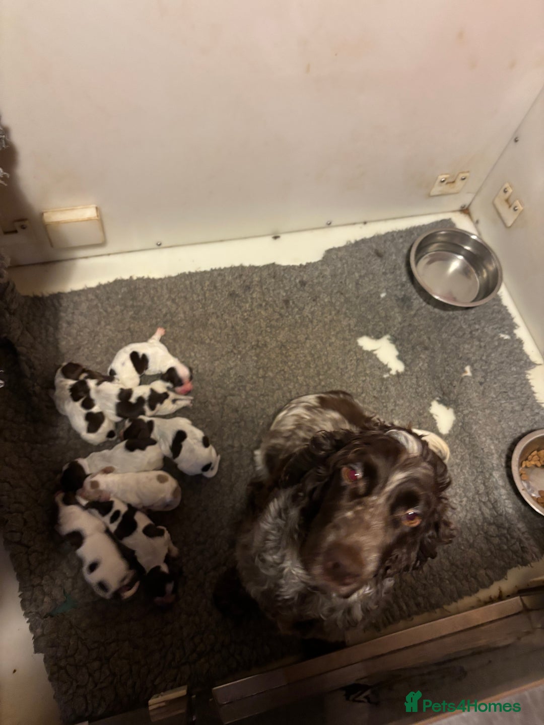 Cocker Spaniel dogs for sale: Stunning cocker spaniel puppies  - Advert 2