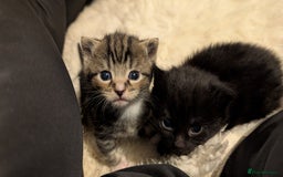 British Longhair cats for sale: Beautiful female black kitten - Image 3