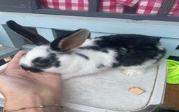 French Lop rabbits for sale: Baby rabbits  - Image 4