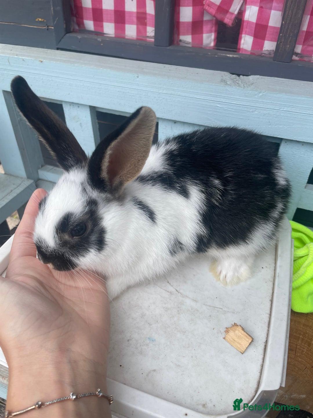 French Lop rabbits for sale: Baby rabbits  - Image 4