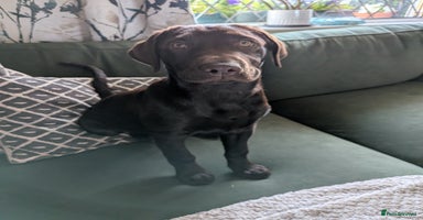 Mixed Breed dogs - Advert 15