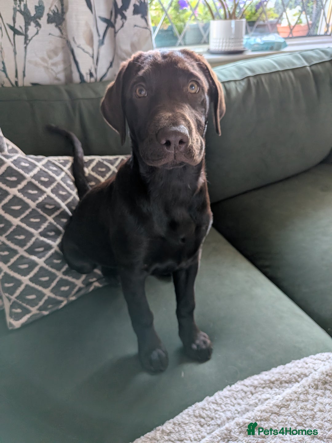 Mixed Breed dogs for sale: Chocolate vizslador - Image 2