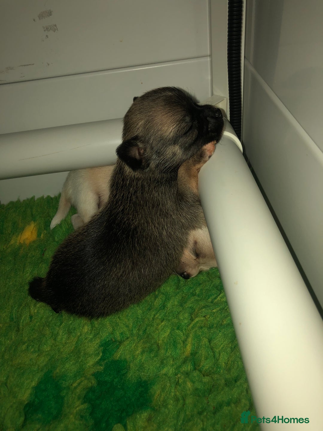 Pomchi dogs for sale: 🐾MALE POMCHI PUPPIES🐾 - Advert 13