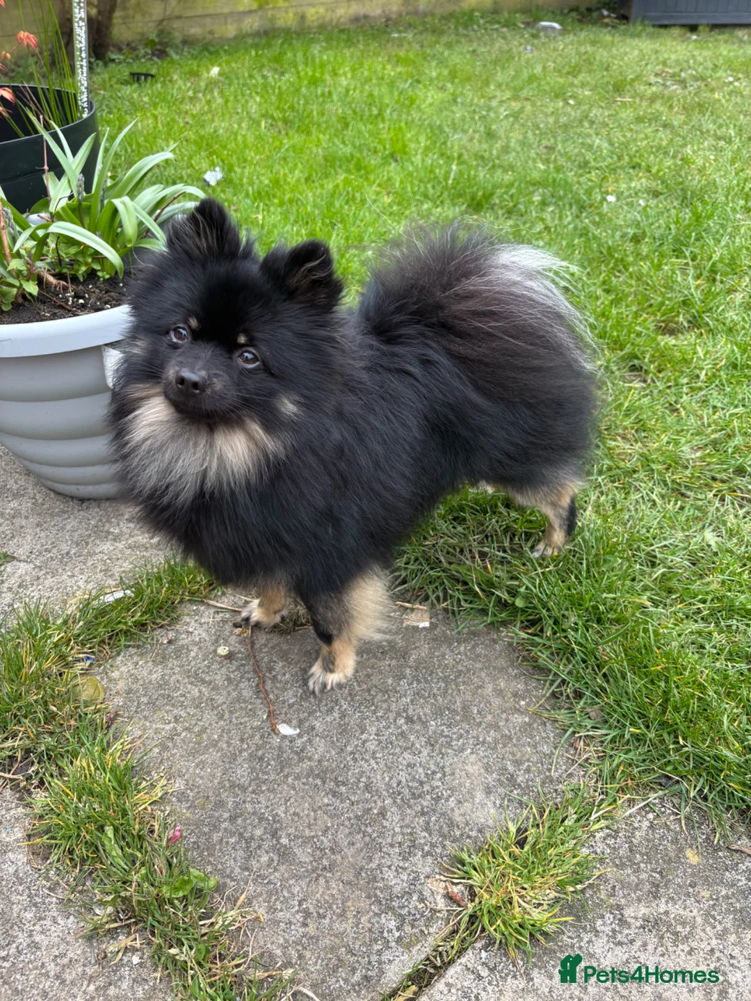 Pomeranian dogs for sale: Pomeranion  in Swansea - Advert 2