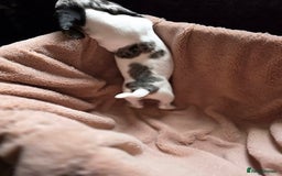 Dachshund dogs for sale: KC Registered Shorthaired dachshunds  - Image 8