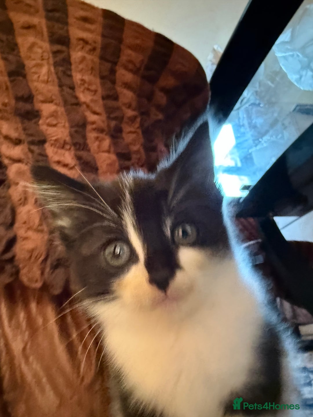 Mixed Breed cats for sale: 🐾 Beautiful Mixed-Breed Kittens –Ready🐾 - Image 30