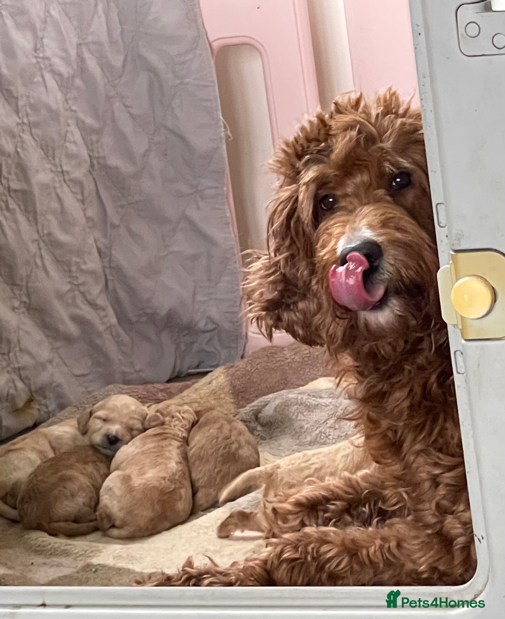 Irish Doodle dogs F1B Stunning Irish doodles - Advert 1