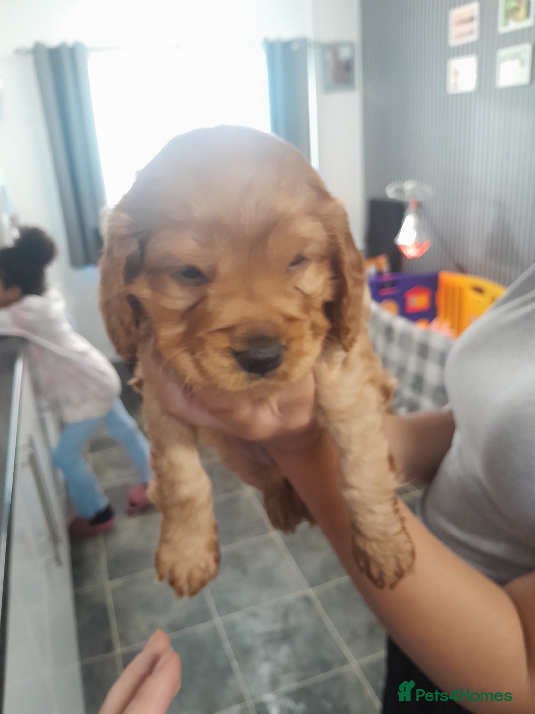 Cockapoo dogs for sale: Cockerpoo boys  - Advert 5