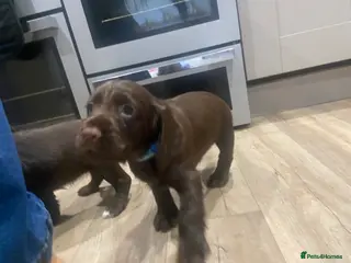 Cocker Spaniel dogs 1 Boy left Chocolate KC Working Cocker spaniel - Advert 2