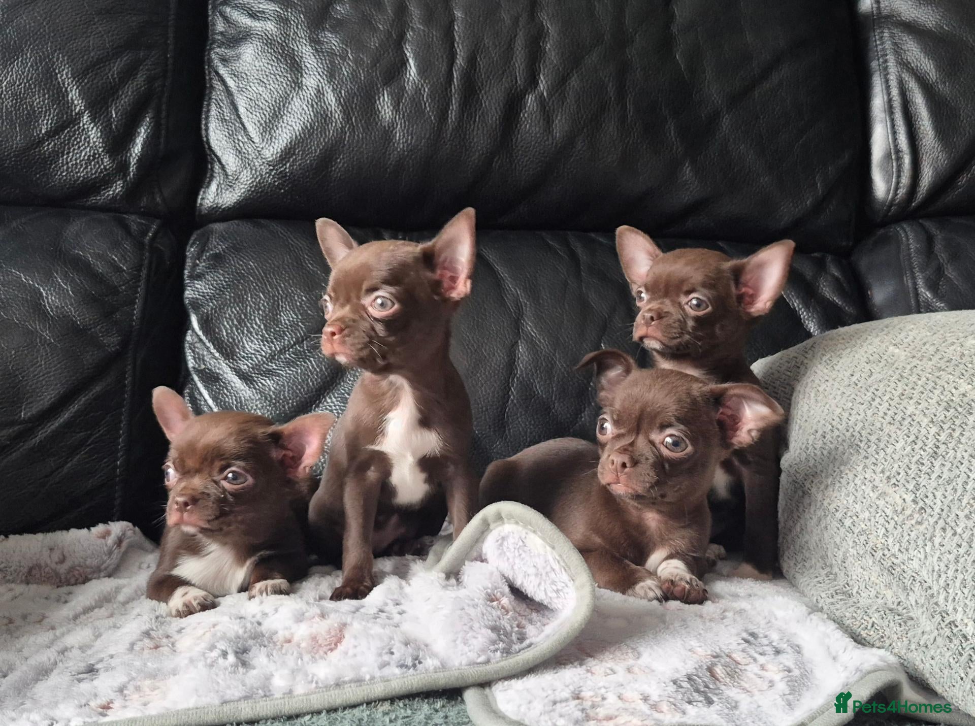 Chihuahua dogs ❤️Stunning Chocolate Chihuahua Puppies 🐾 - Advert 9