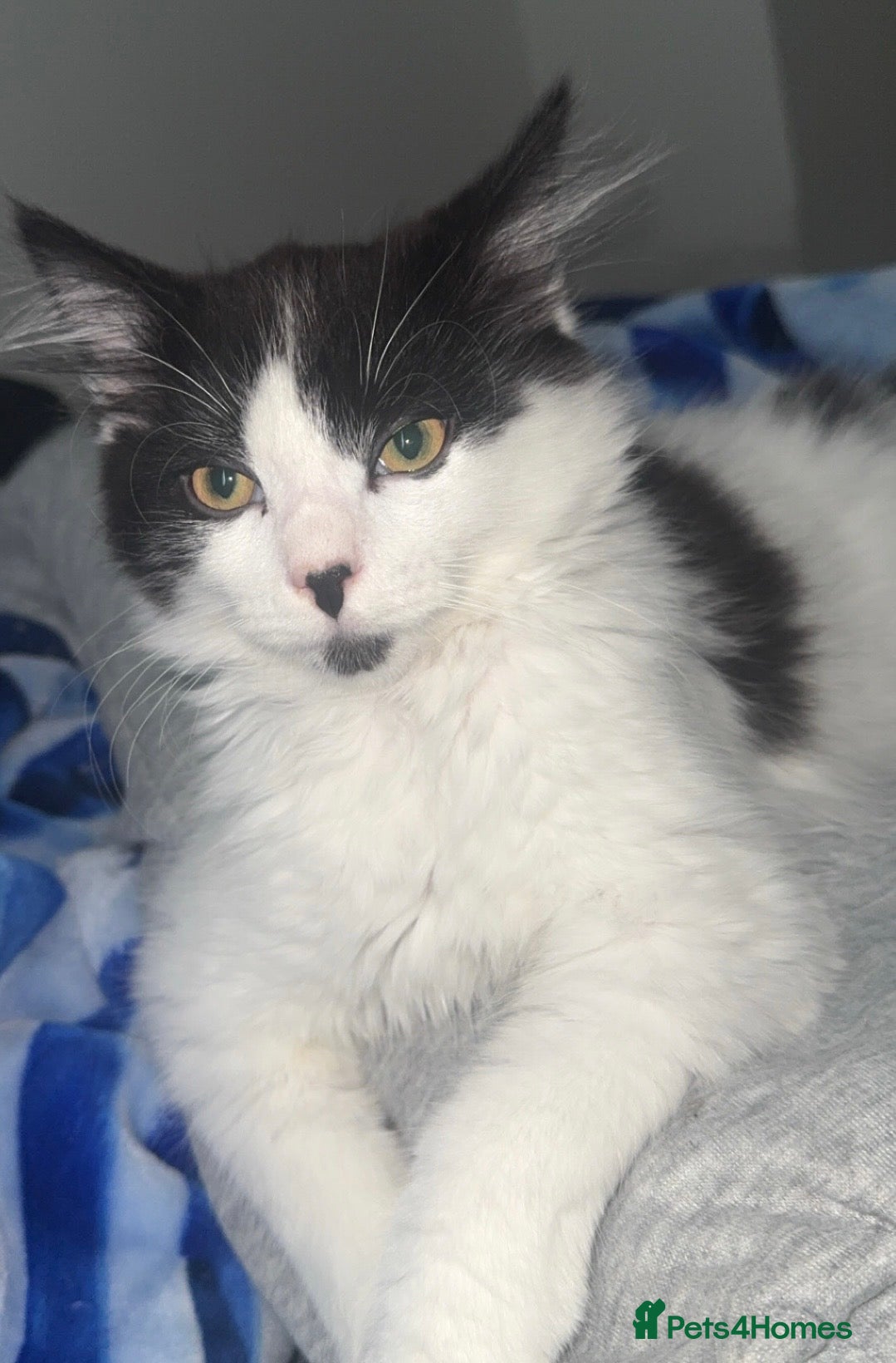 Domestic Shorthair Kitten 1