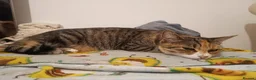 Mixed Breed cats for sale: Torbie girl for sale (5yrs) - Advert 7