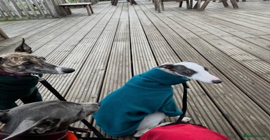 Whippet dogs - Advert 9