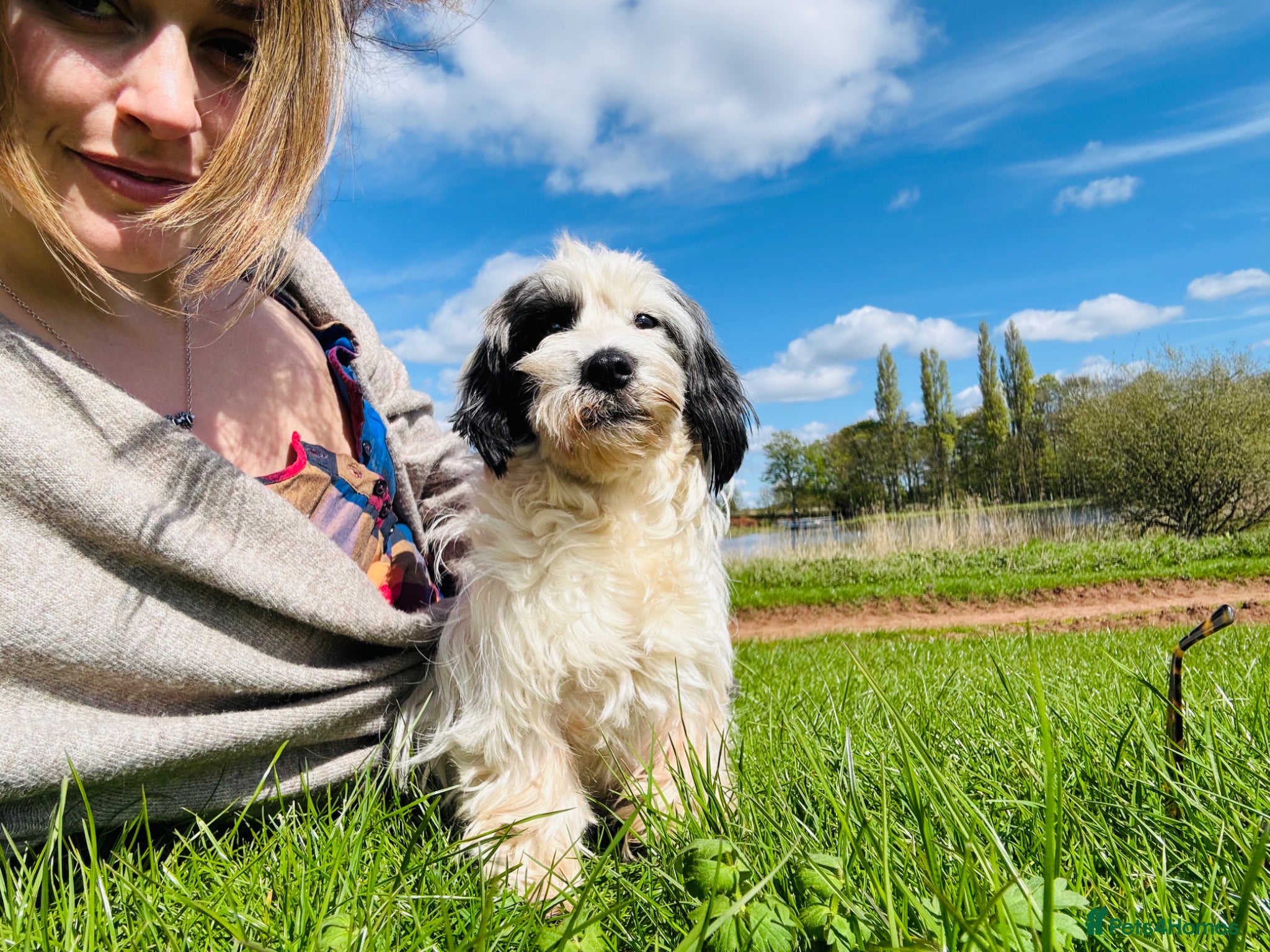 Mixed Breed dogs for sale: Sealyham terrier cross breed  - Advert 1
