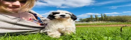 Mixed Breed dogs for sale: Sealyham terrier cross breed  - Advert 1