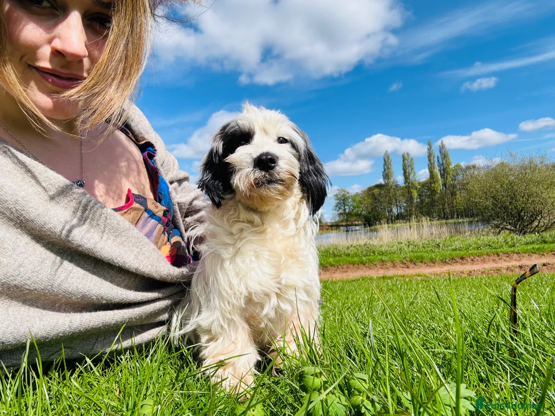Mixed Breed dogs for sale: Sealyham terrier cross breed  - Advert 1