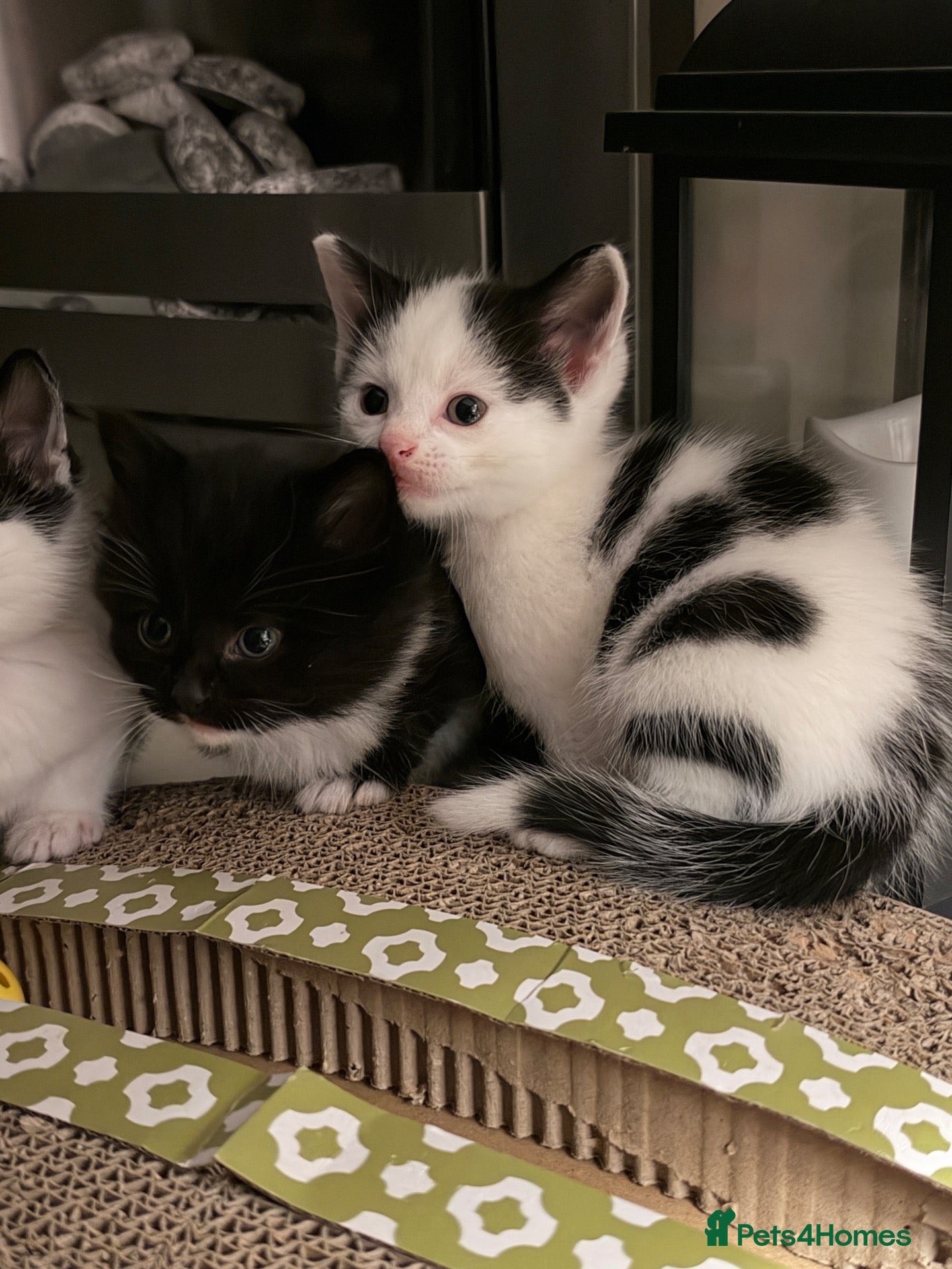 Mixed Breed cats Black & white kitten  - Advert 1