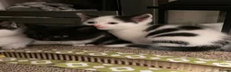 Mixed Breed cats for sale: Black & white kitten  - Advert 1