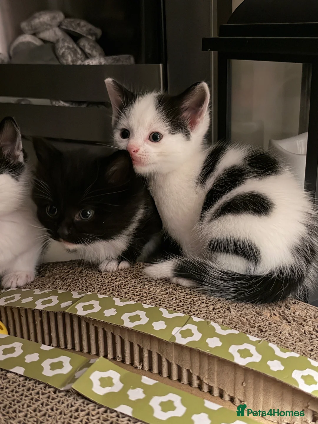 Mixed Breed cats for sale: Black & white kitten  - Advert 1