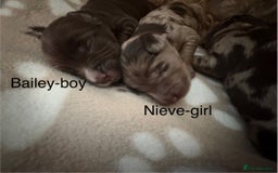 Cockapoo dogs for sale: Stunning,family raised cockapoos - Image 4