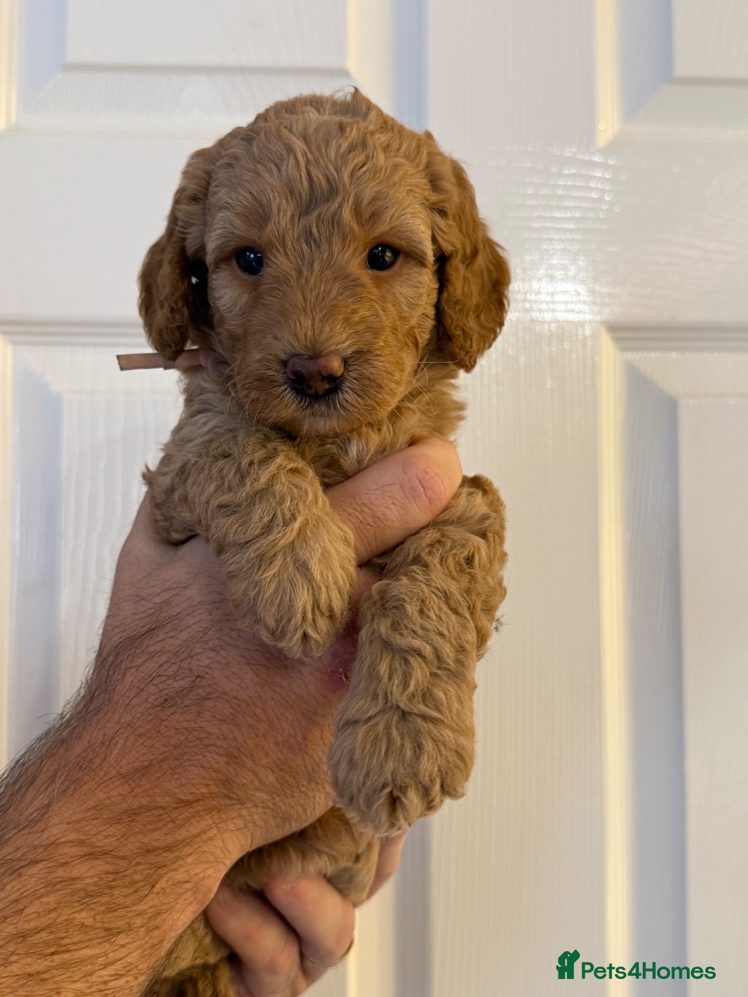 Labradoodle dogs  F1BB Miniature Labradoodle Puppies – Home Raised - Advert 1