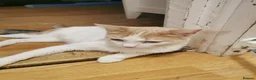 Mixed Breed cats for sale: Beautiful 11-week-old kittens looking for  in Hungerford - Advert 2