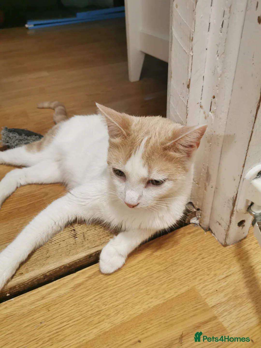 Mixed Breed cats for sale: Beautiful 11-week-old kittens looking for  in Hungerford - Advert 2