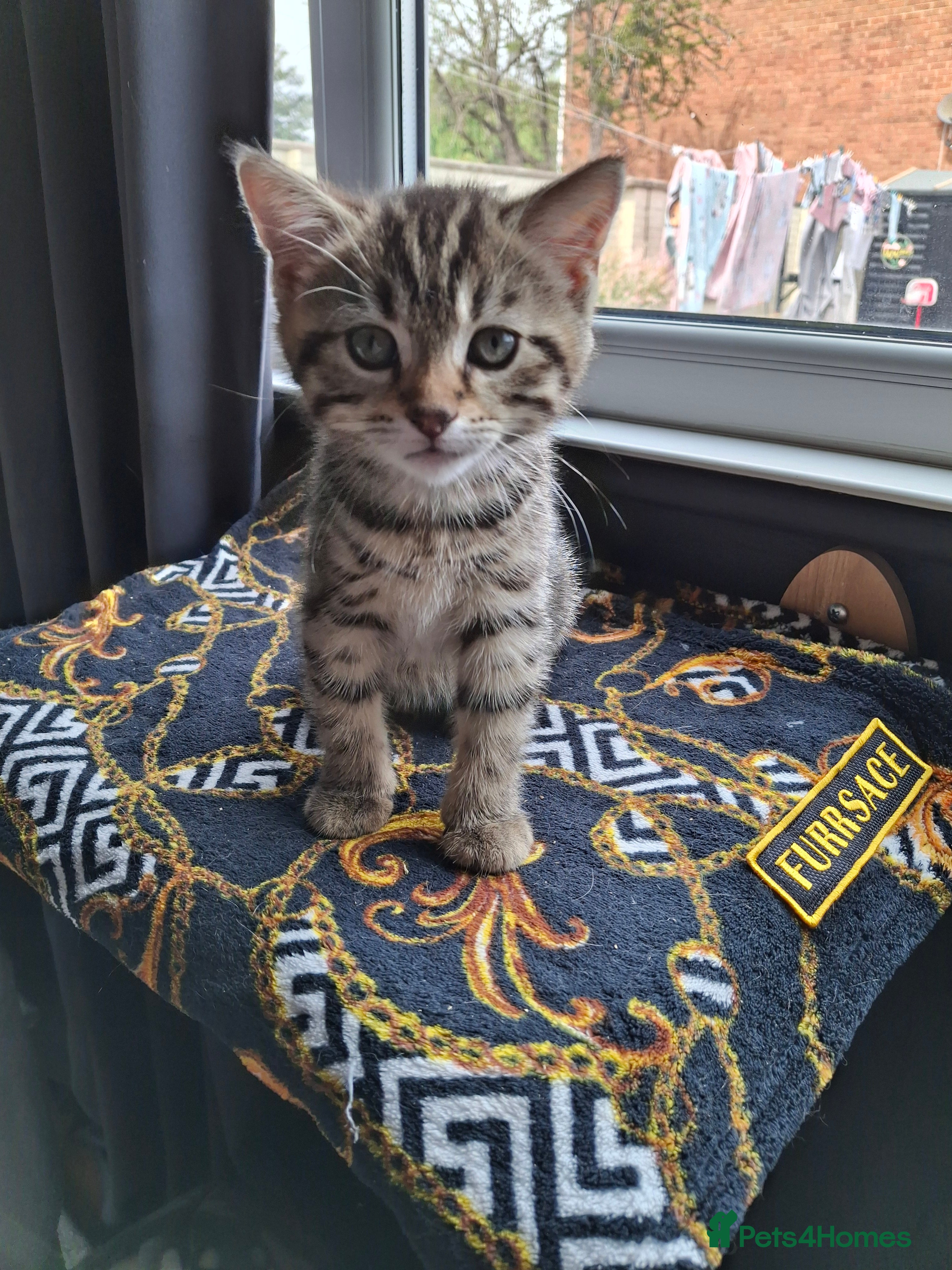 Mixed Breed cats Beautiful 8 month male  - Advert 1