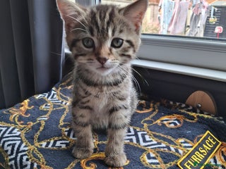 Mixed Breed cats Beautiful 8 month male - Advert 1