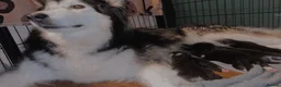 Utonagan dogs for sale: Alaskan malamute x husky - Advert 5