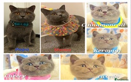 British Shorthair cats for sale: British shorthair babies  - Image 25