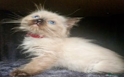 Ragdoll cats for sale:  FIFe Registered Ragdoll Kittens Champion Line - Image 24