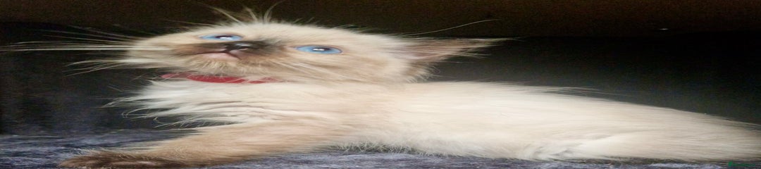 Ragdoll Kitten 4