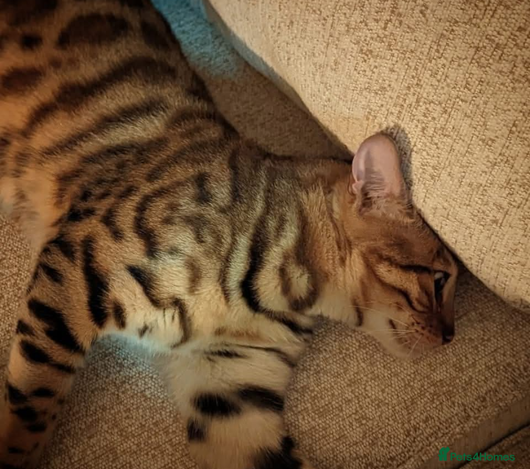 Bengal cats for sale: 🖤🤎🧡🤍Bengal sisters🤍🧡🤎🖤 - Image 6