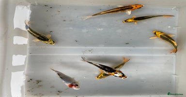 Koi Carp fish - Advert 13