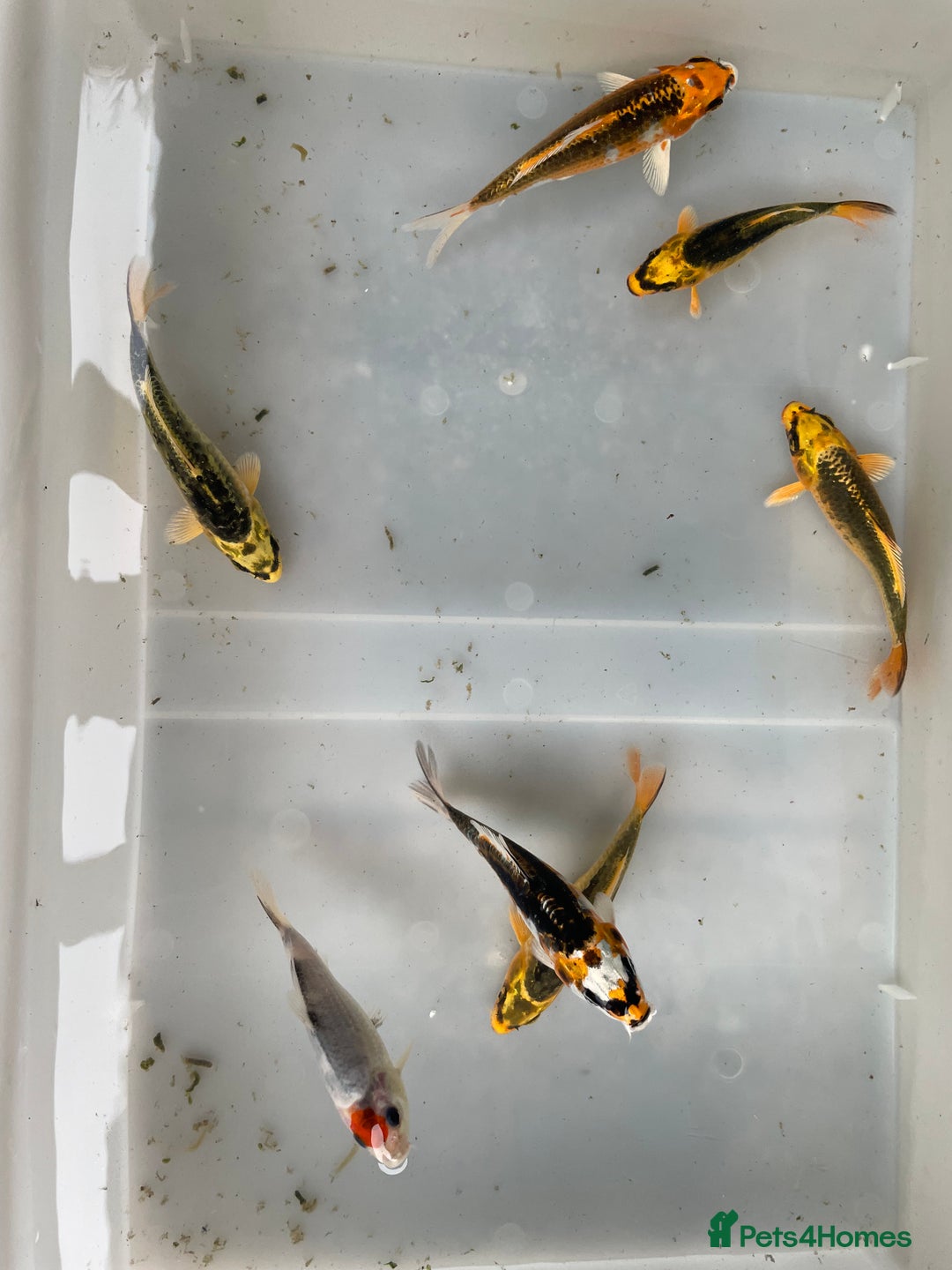 Koi Carp fish for sale: 💥QUALITY KOI CARP COLOURFUL NICE SELECTION💥 - Image 3
